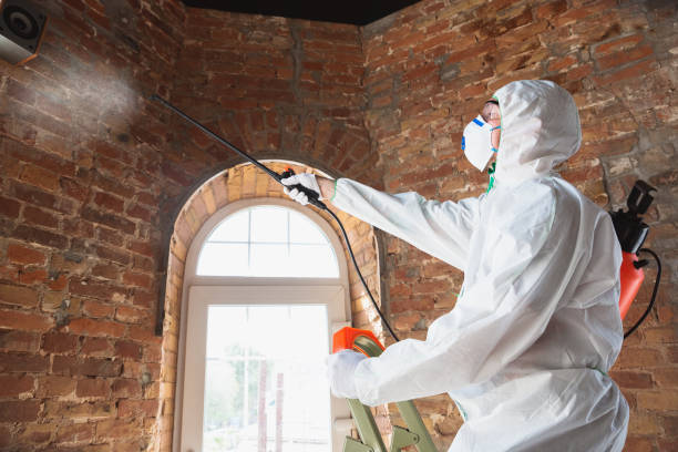 Mold Odor Removal Services in Meadow Lake, NM